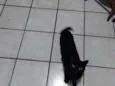 Não tem nome, chamo ela de gatinha.