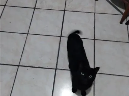 Gato raça SRD-ViraLata idade 2 a 6 meses nome Não tem nome, chamo ela de gatinha.