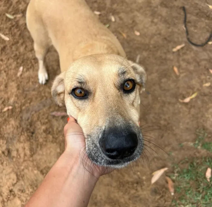 Cachorro raça SRD-ViraLata idade 5 anos nome Pandora