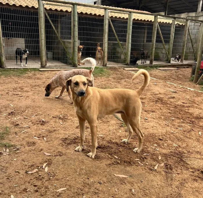 Cachorro raça SRD-ViraLata idade 5 anos nome Pandora