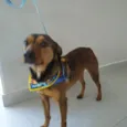 Francisco
