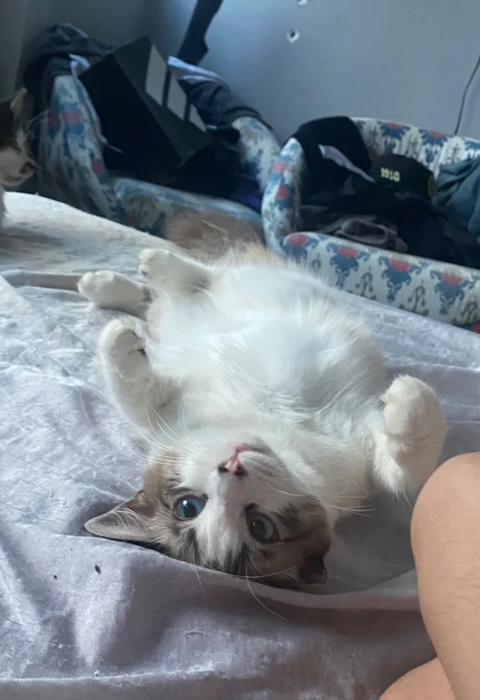 Gato raça SRD-ViraLata idade 1 ano nome Galeguinha