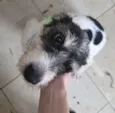 Filó 