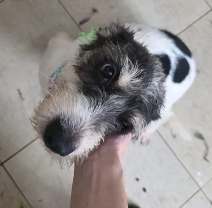 Cachorro raça SRD-ViraLata idade 2 anos nome Filó 