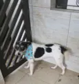 Filó 