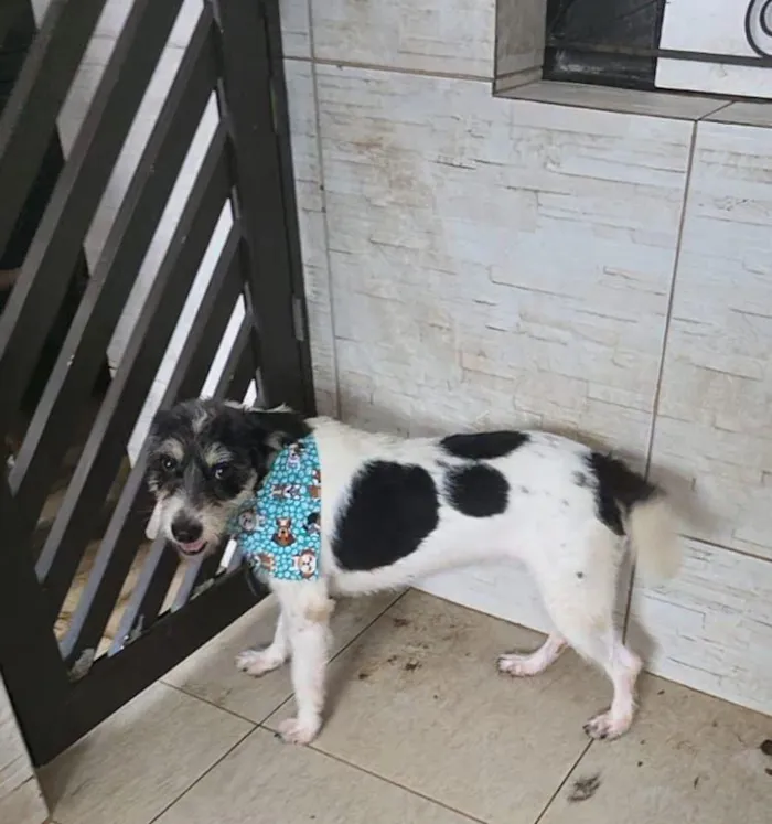 Cachorro raça SRD-ViraLata idade 2 anos nome Filó 
