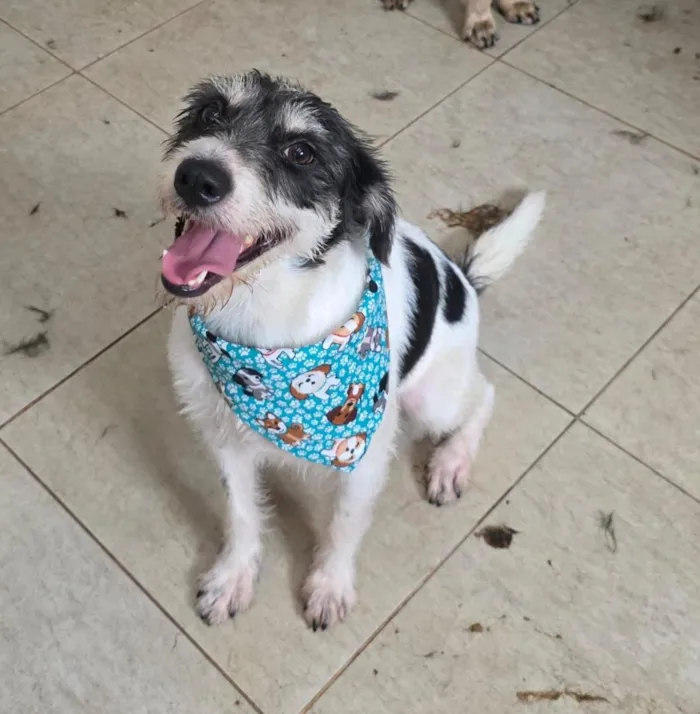 Cachorro raça SRD-ViraLata idade 2 anos nome Filó 