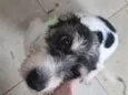 Filó 