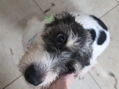 Cachorro raça SRD-ViraLata idade 2 anos nome Filó 