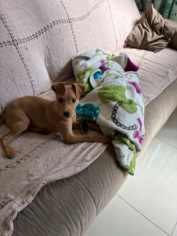 Cachorro raça Pinscher idade 2 a 6 meses nome Jade 