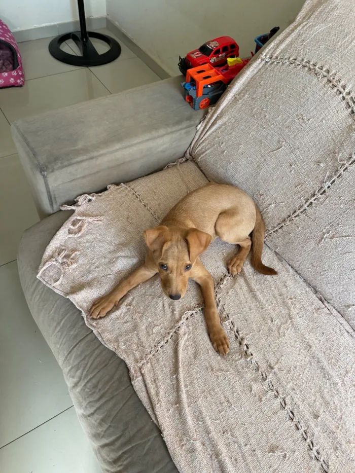 Cachorro raça Pinscher idade 2 a 6 meses nome Jade 