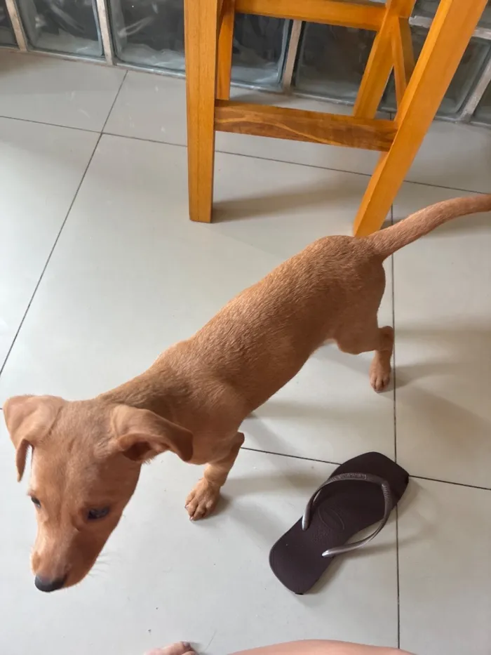 Cachorro raça Pinscher idade 2 a 6 meses nome Jade 