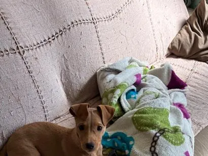 Cachorro raça Pinscher idade 2 a 6 meses nome Jade 