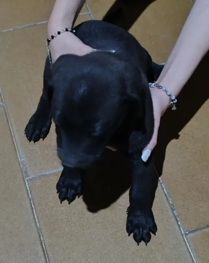Cachorro raça SRD-ViraLata idade Abaixo de 2 meses nome Sem nome definido 