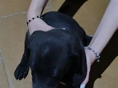 Cachorro raça SRD-ViraLata idade Abaixo de 2 meses nome Sem nome definido 