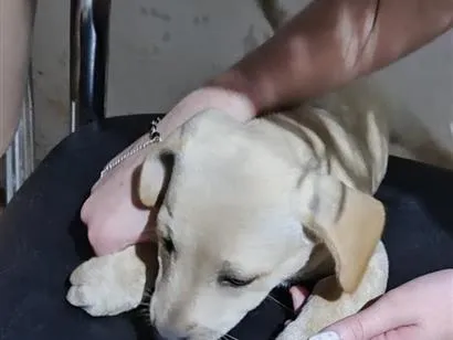 Cachorro raça SRD-ViraLata idade Abaixo de 2 meses nome Sem nome definido 
