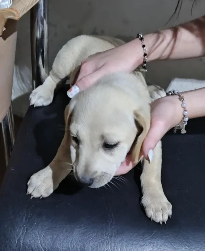 Cachorro raça SRD-ViraLata idade 2 a 6 meses nome sem nome definido 