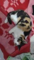 Nala