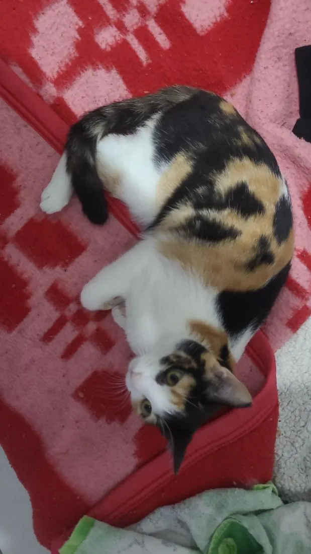Gato raça SRD-ViraLata idade 1 ano nome Nala