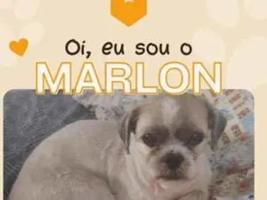 Cachorro raça Shitzu idade 2 anos nome Marlon