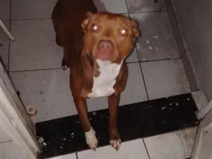 Cachorro raça Pit-Bull idade 2 anos nome Athena