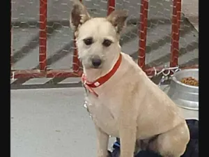 Cachorro raça SRD-ViraLata idade 2 anos nome Mel e Bambam