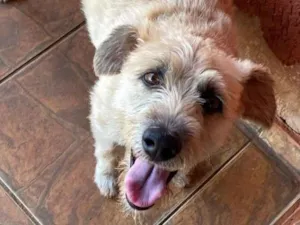 Cachorro raça SRD-ViraLata idade 3 anos nome Tina