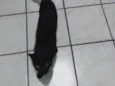 Não tem nome, chamo ela de gatinha.