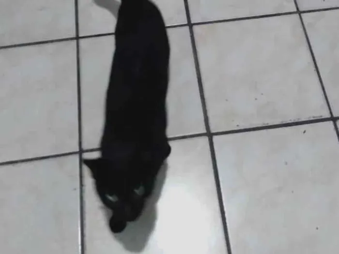 Gato raça SRD-ViraLata idade 2 a 6 meses nome Não tem nome, chamo ela de gatinha.