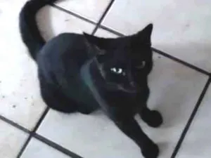Gato raça SRD-ViraLata idade 2 a 6 meses nome Não tem nome, chamo ela de gatinha.