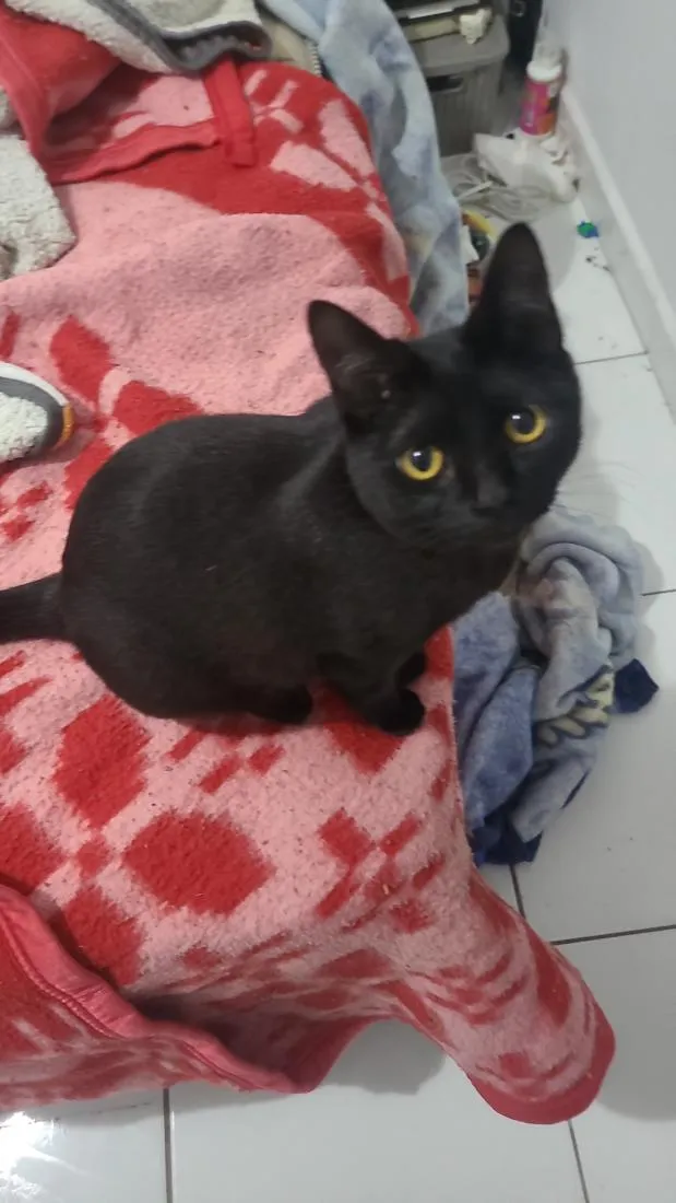 Gato raça SRD-ViraLata idade 1 ano nome Lily
