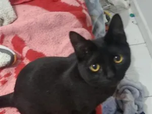 Gato raça SRD-ViraLata idade 1 ano nome Lily