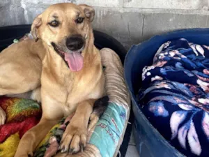 Cachorro raça SRD-ViraLata idade 5 anos nome Pandora