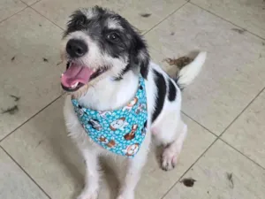 Cachorro raça SRD-ViraLata idade 2 anos nome Filó 