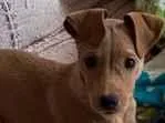Cachorro raça Pinscher idade 2 a 6 meses nome Jade 