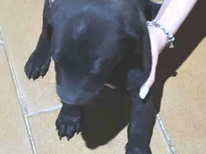 Cachorro raça SRD-ViraLata idade Abaixo de 2 meses nome Sem nome definido 