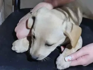 Cachorro raça SRD-ViraLata idade Abaixo de 2 meses nome Sem nome definido 