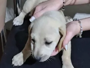 Cachorro raça SRD-ViraLata idade 2 a 6 meses nome sem nome definido 