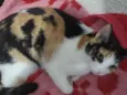 Nala