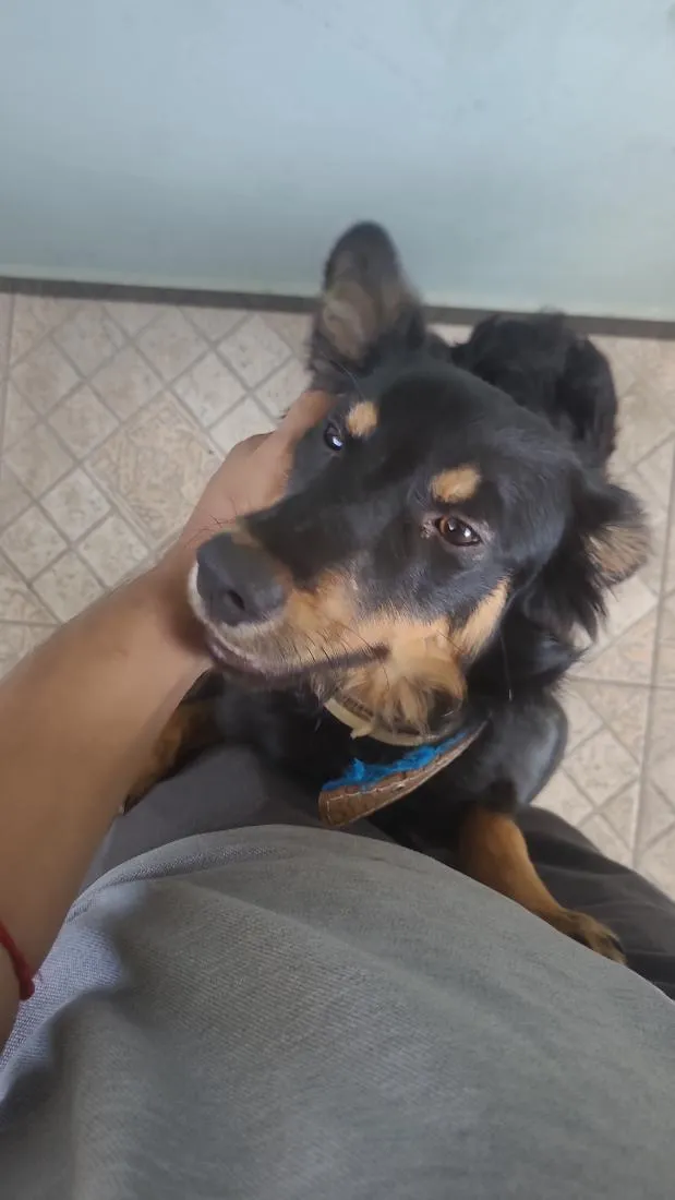 Cachorro raça SRD-ViraLata idade 1 ano nome Billy