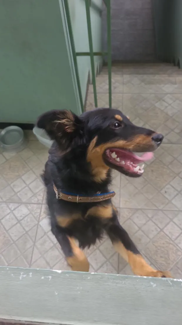 Cachorro raça SRD-ViraLata idade 1 ano nome Billy