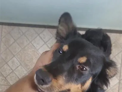 Cachorro raça SRD-ViraLata idade 1 ano nome Billy