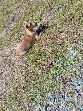 Cachorro raça SRD-ViraLata idade 7 a 11 meses nome José caramelo