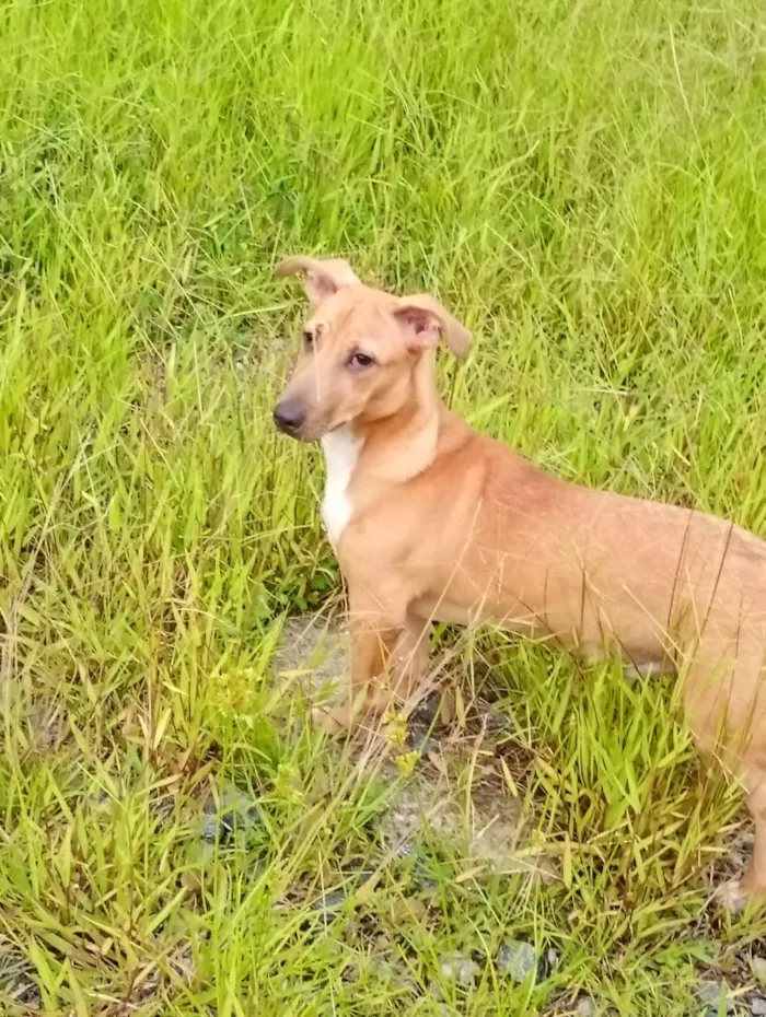 Cachorro raça SRD-ViraLata idade 7 a 11 meses nome José caramelo
