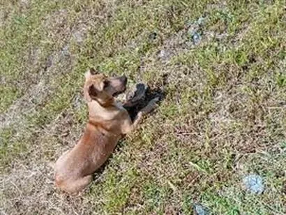 Cachorro raça SRD-ViraLata idade 7 a 11 meses nome José caramelo