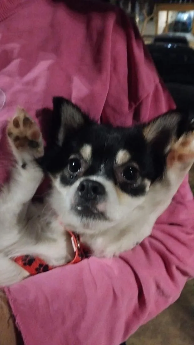 Cachorro raça SRD-ViraLata idade 1 ano nome Nick