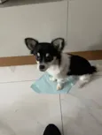 Nick