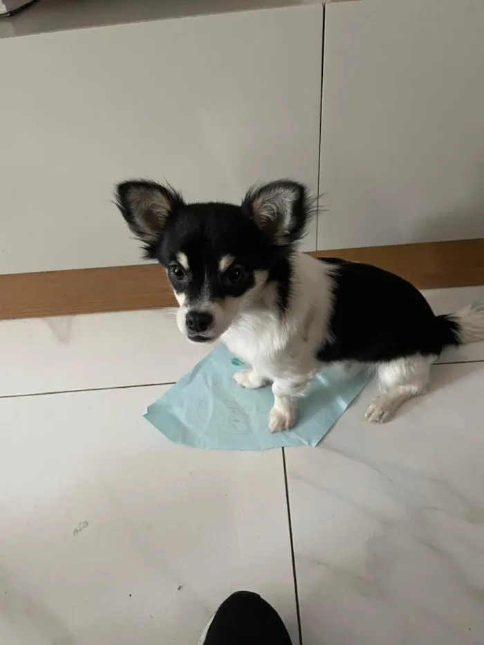 Cachorro raça SRD-ViraLata idade 1 ano nome Nick