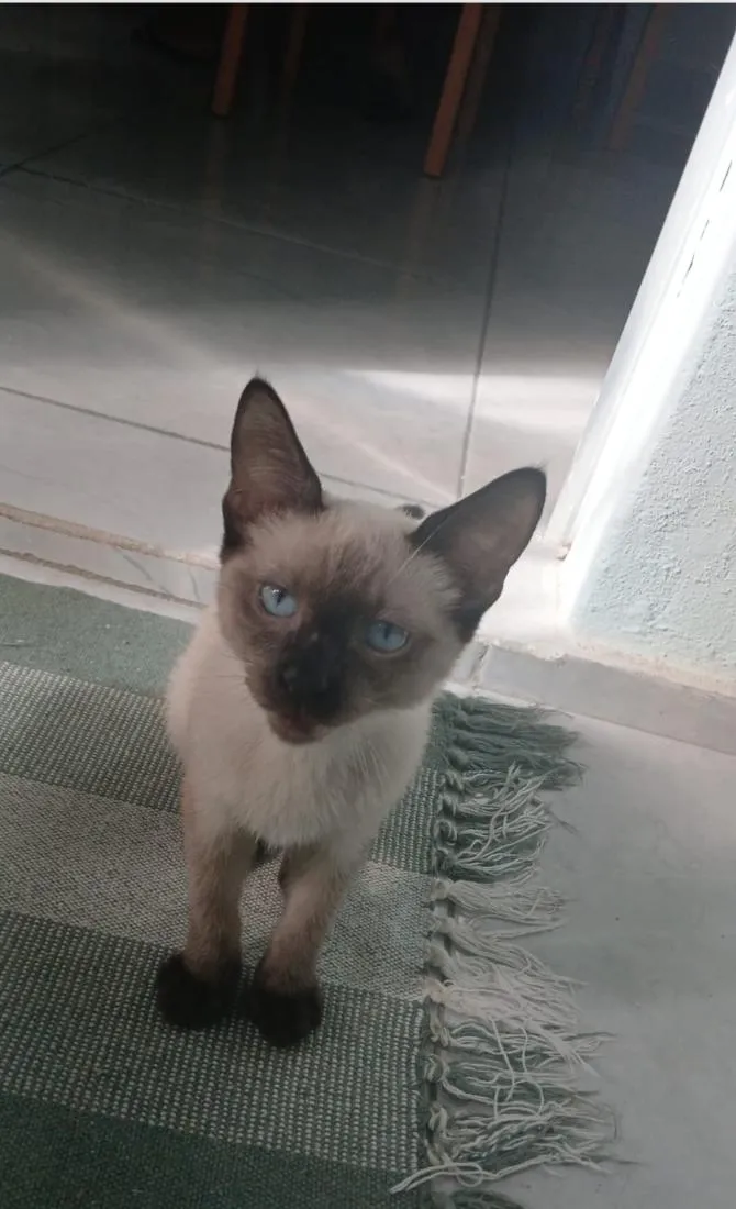 Gato raça Siamês idade 2 a 6 meses nome Theo 