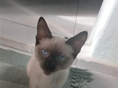 Gato raça Siamês idade 2 a 6 meses nome Theo 